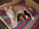 Dasha And Kittens relaxing and feeding