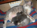 Dasha Reclining - Two Kittens Feeding, Two Snoozing