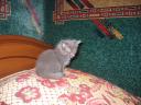 CloseUp Of The All Grey Kitten
