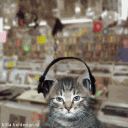 Cat Listening To Stevie Wonder (or David Gray)