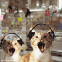 Cats Listening To Thrash Metal