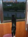 Cat Plus Window Equals Heart Attack
