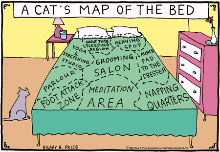Cat Map Of Your Bed