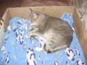 Dasha Warming And Protecting Tima Box Kitten Cat Astana Kazakhstan August 2007